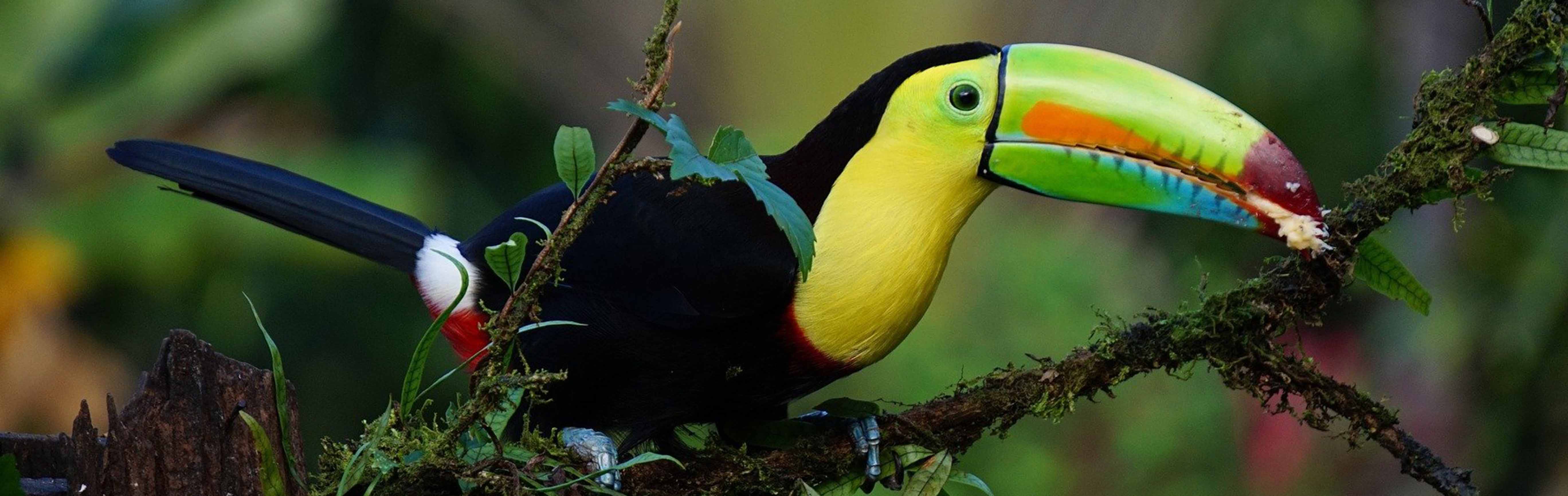 Costa Rica & The Caribbean 