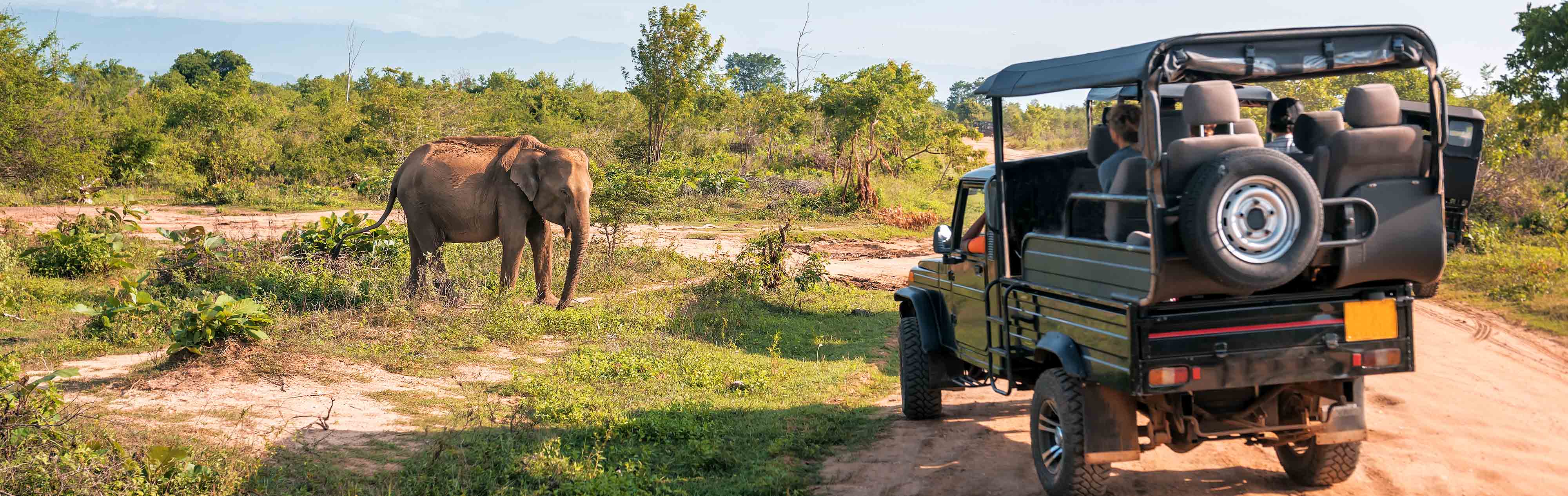 Yala National Park Safari