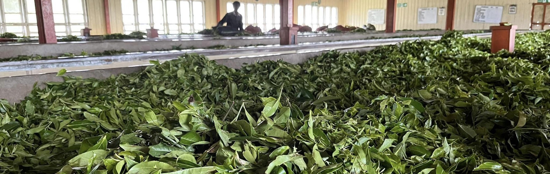 Tea Plantations of Nuwara Eliya