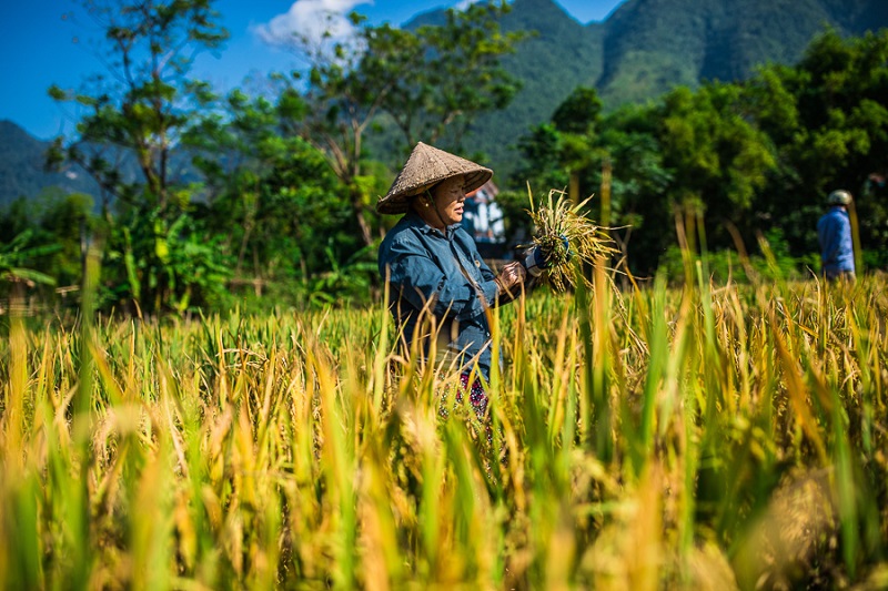 Mai Châu