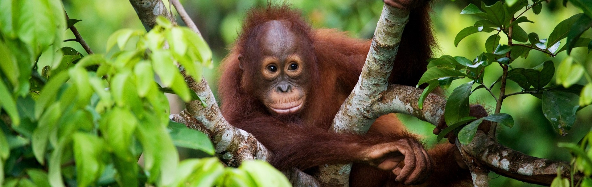 The Semenggoh Wildlife Centre, Kuching