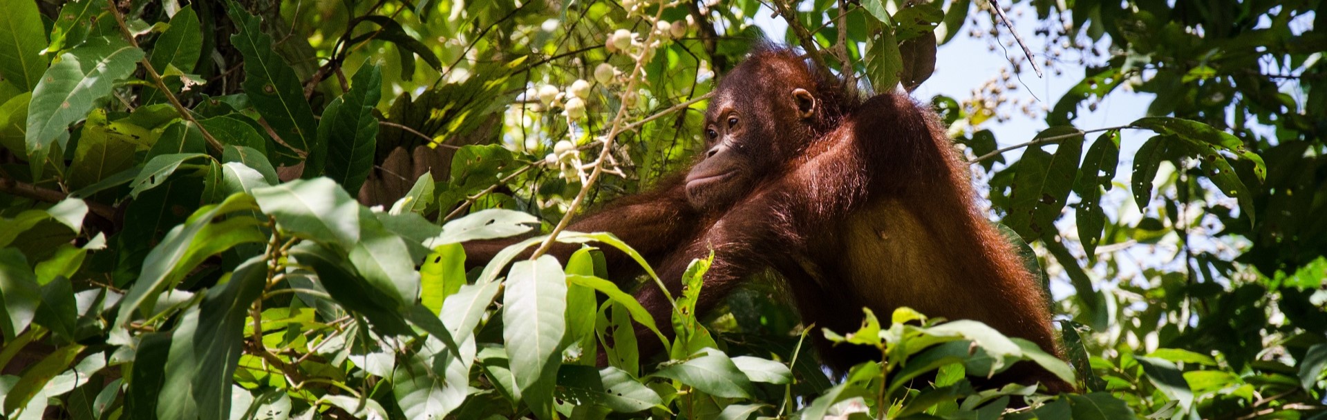 The Semenggoh Wildlife Centre, Kuching