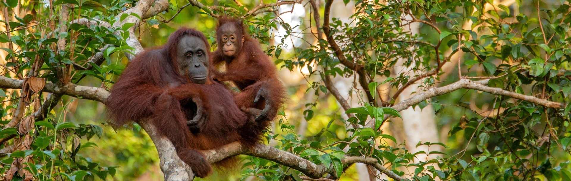 The Semenggoh Wildlife Centre, Kuching