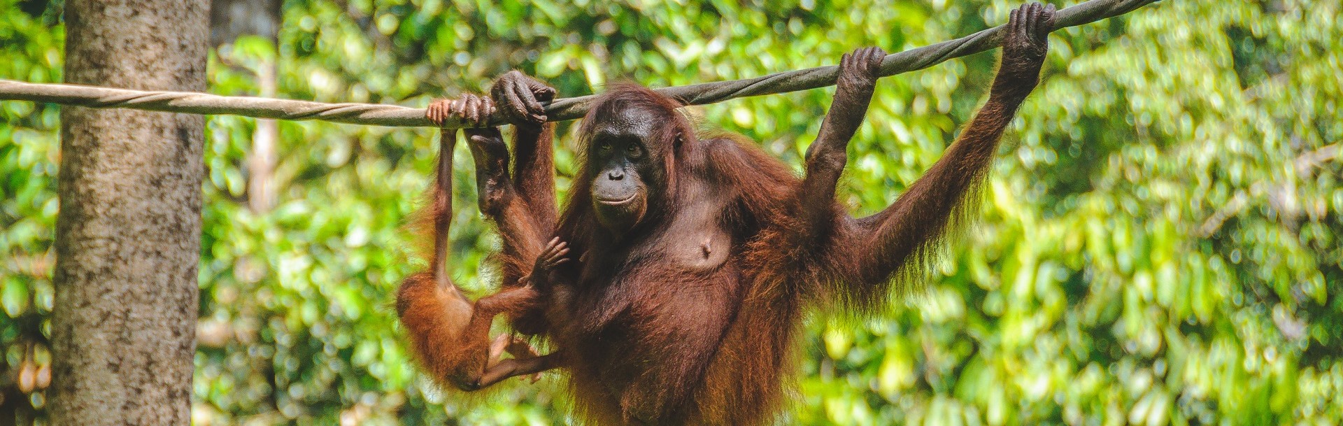 Cover image of Twin Centre Borneo Adventure