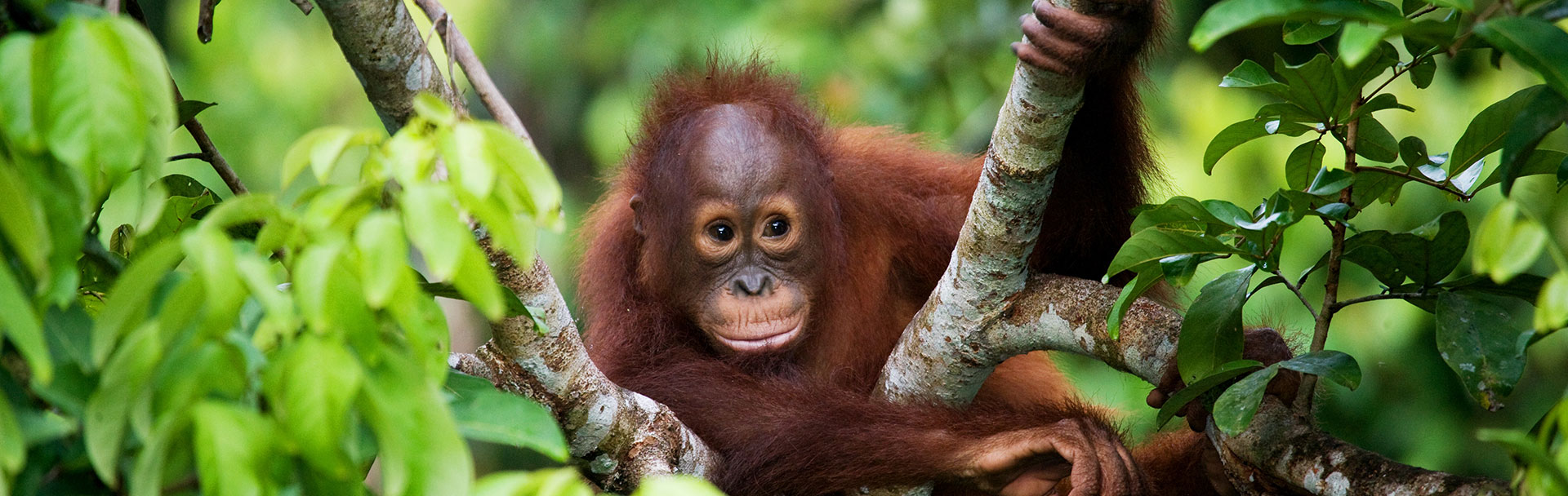 Borneo, Kuala Lumpur & Bali