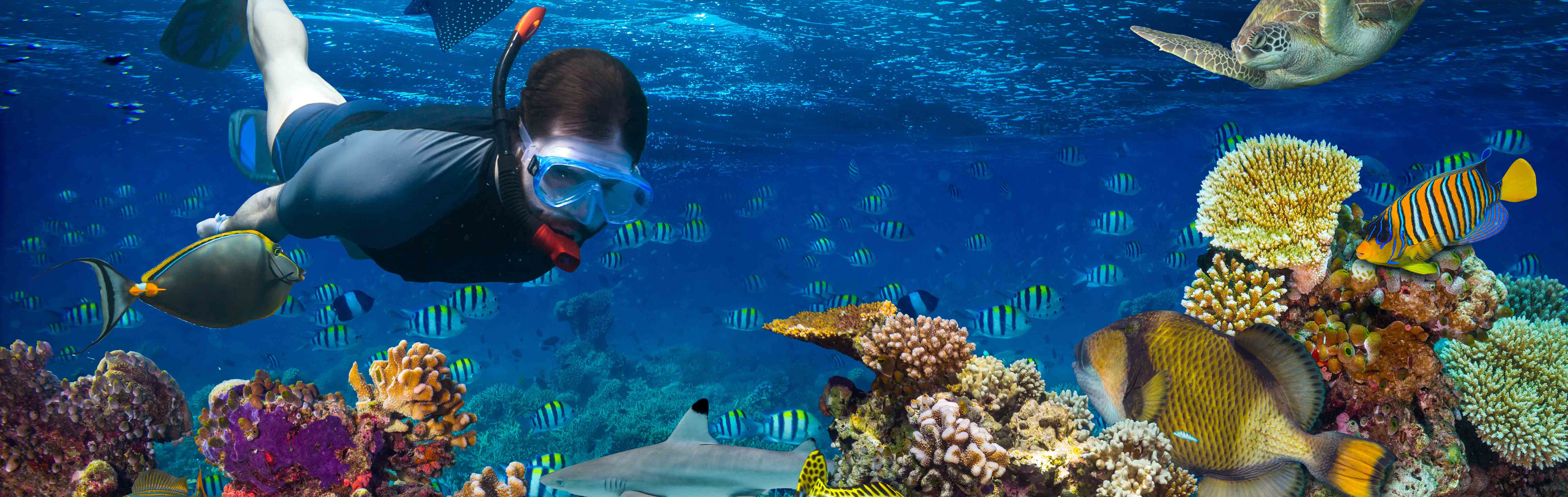 Reef Snorkelling