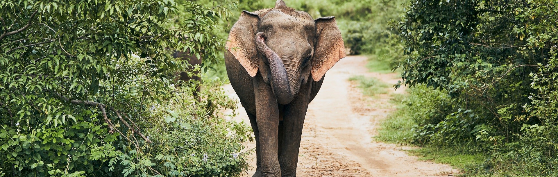 Udawalawe National Park