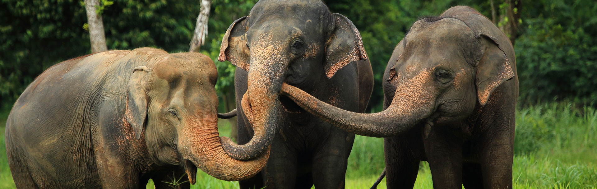 Admire the Elephants at Elephant Hills Khao Sok