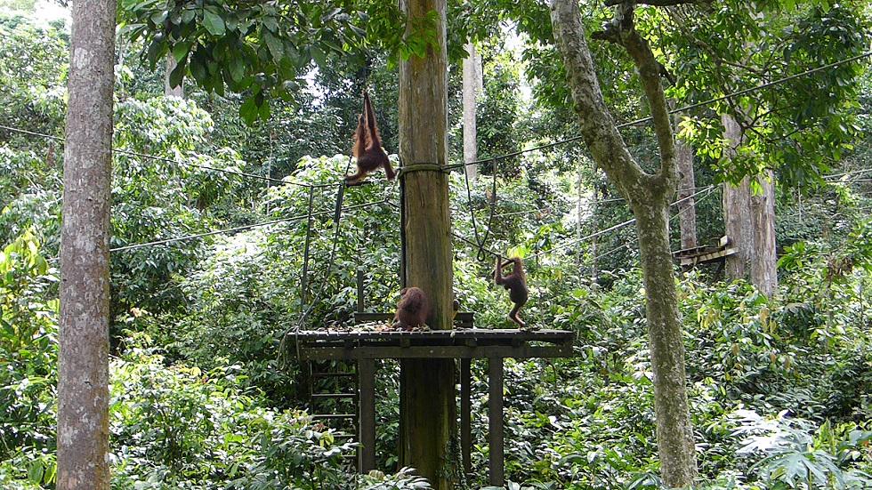 Sepilok Orangutan Rehabilitation Centre