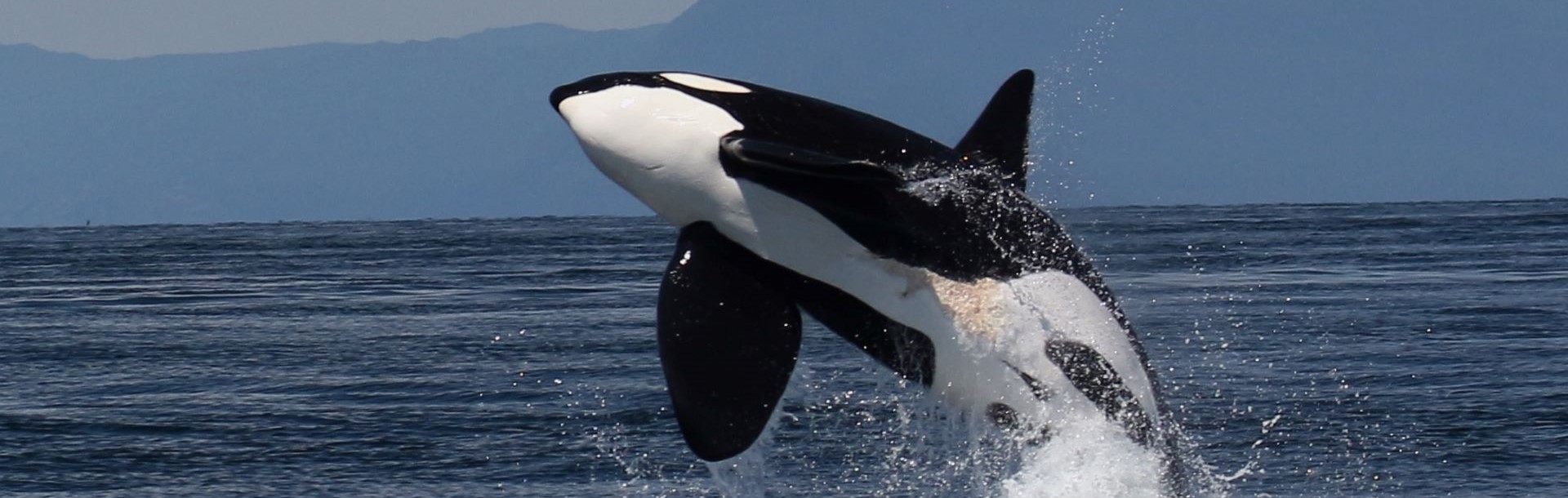 Whale watching in the strait of Georgia