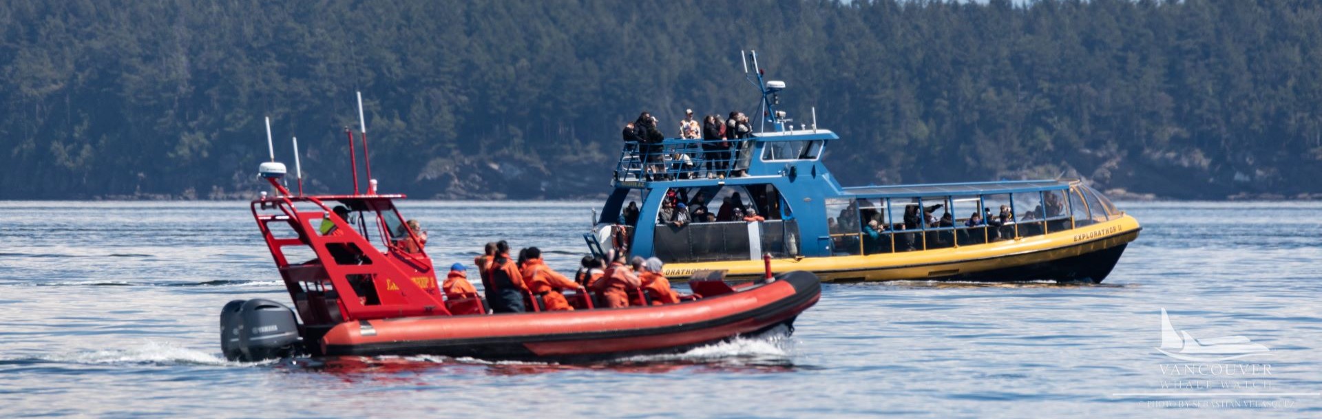 Whale watching in the strait of Georgia