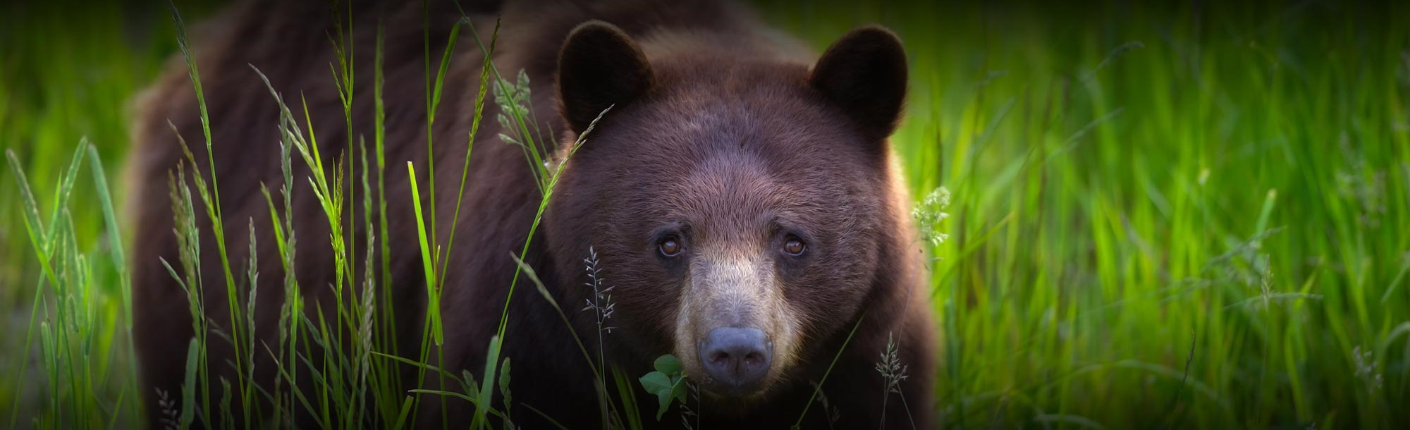 Whistler Discovery Tour - An afternoon with the bears!