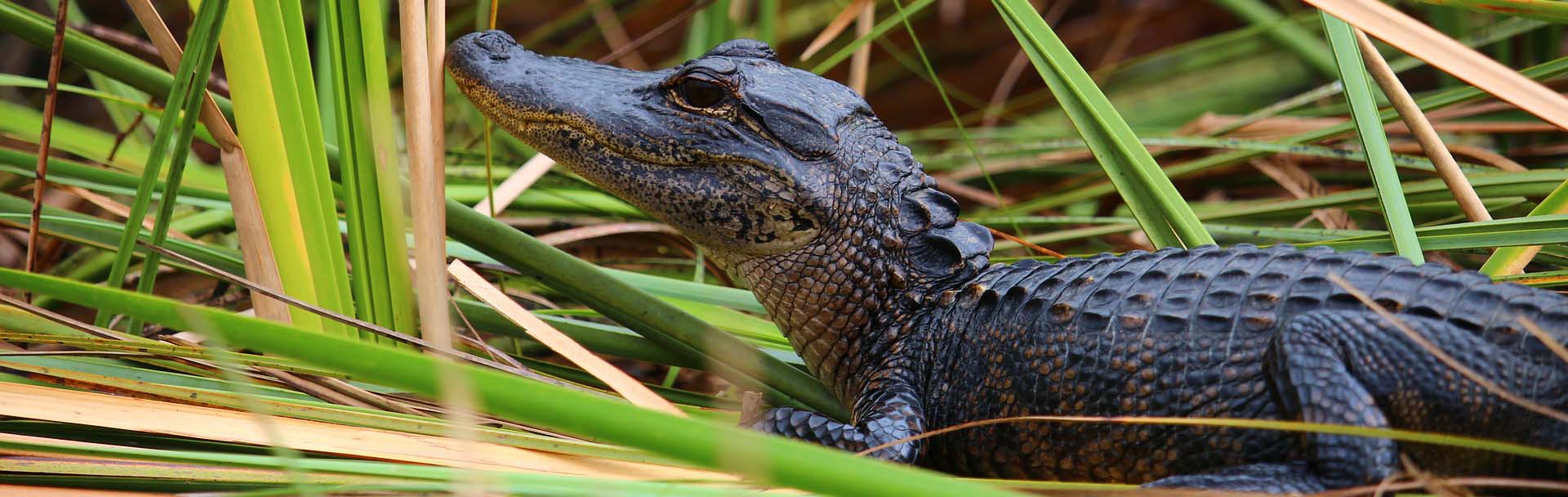 Everglades Airboat Ride