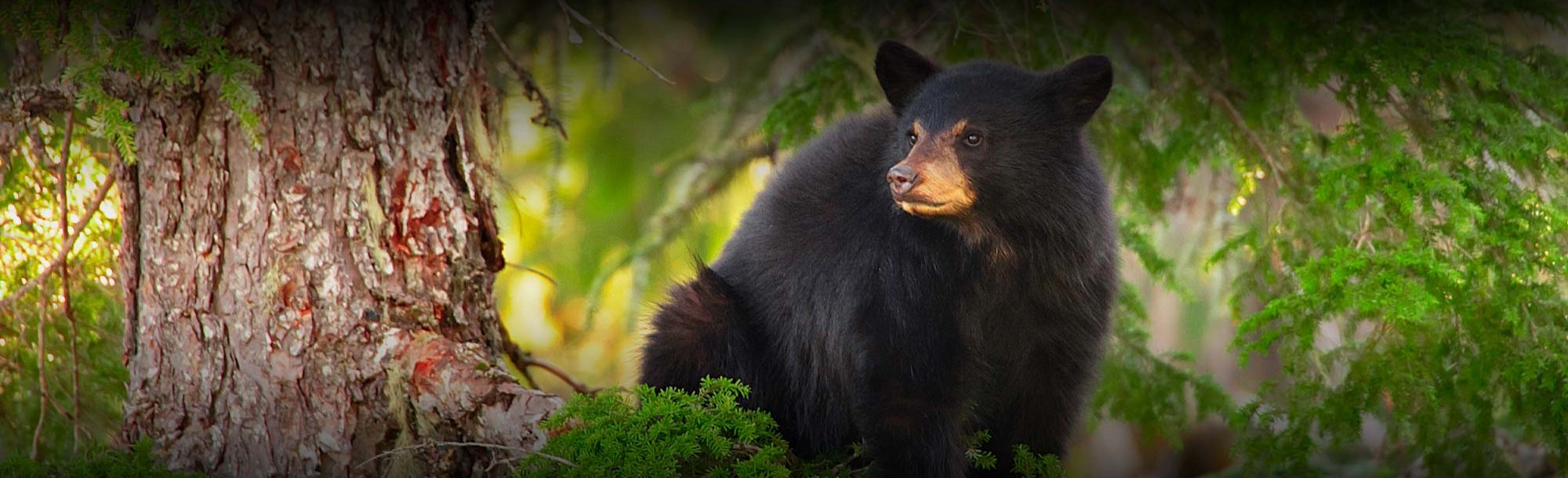 Whistler Discovery Tour - An afternoon with the bears!