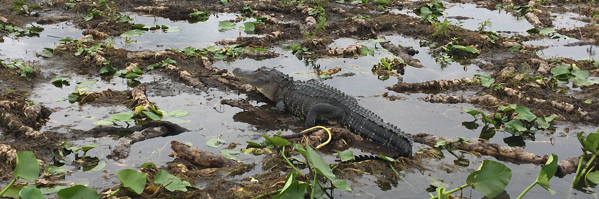 Boggy Creek Airboats