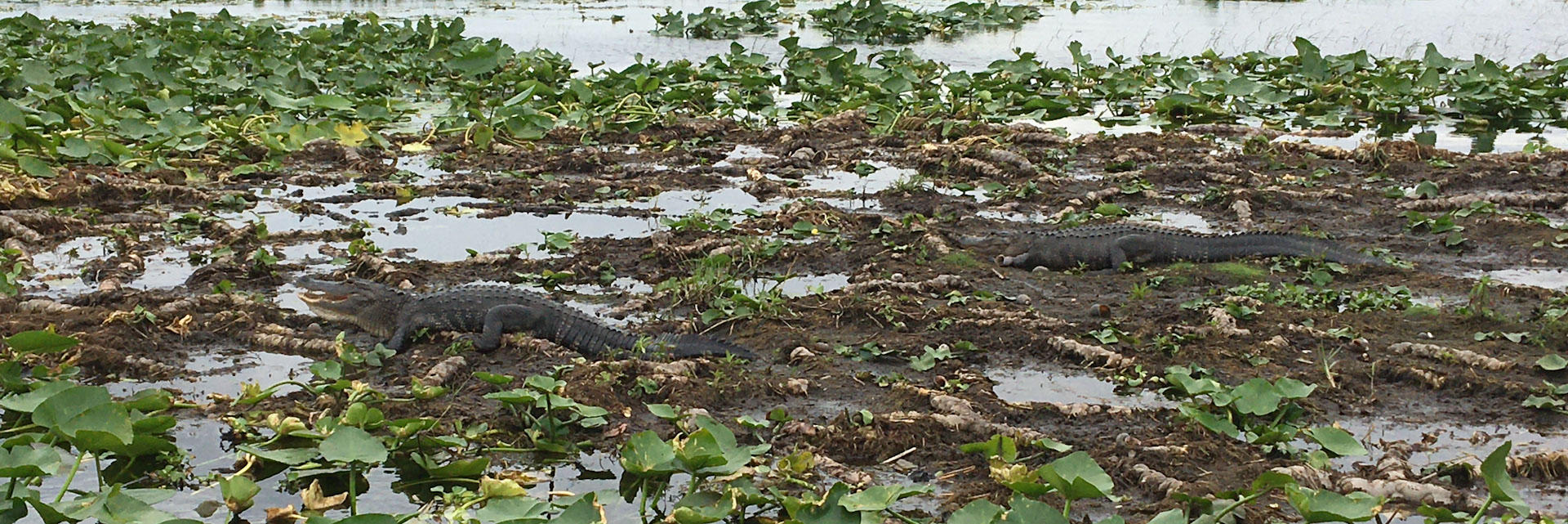 Boggy Creek Airboats