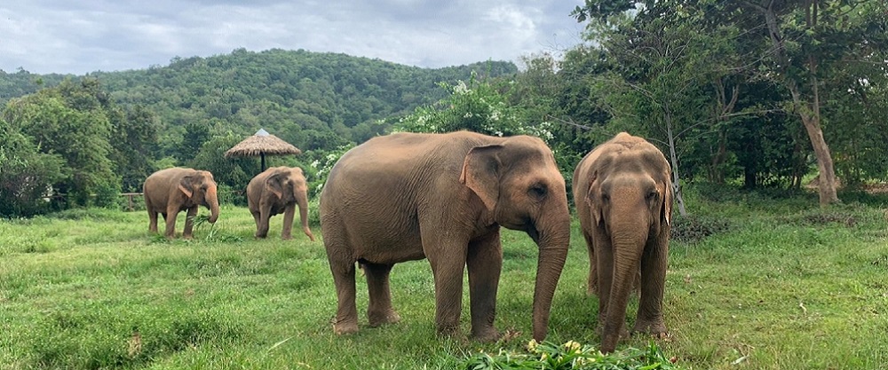 *New* Samui Elephant Sanctuary excursion