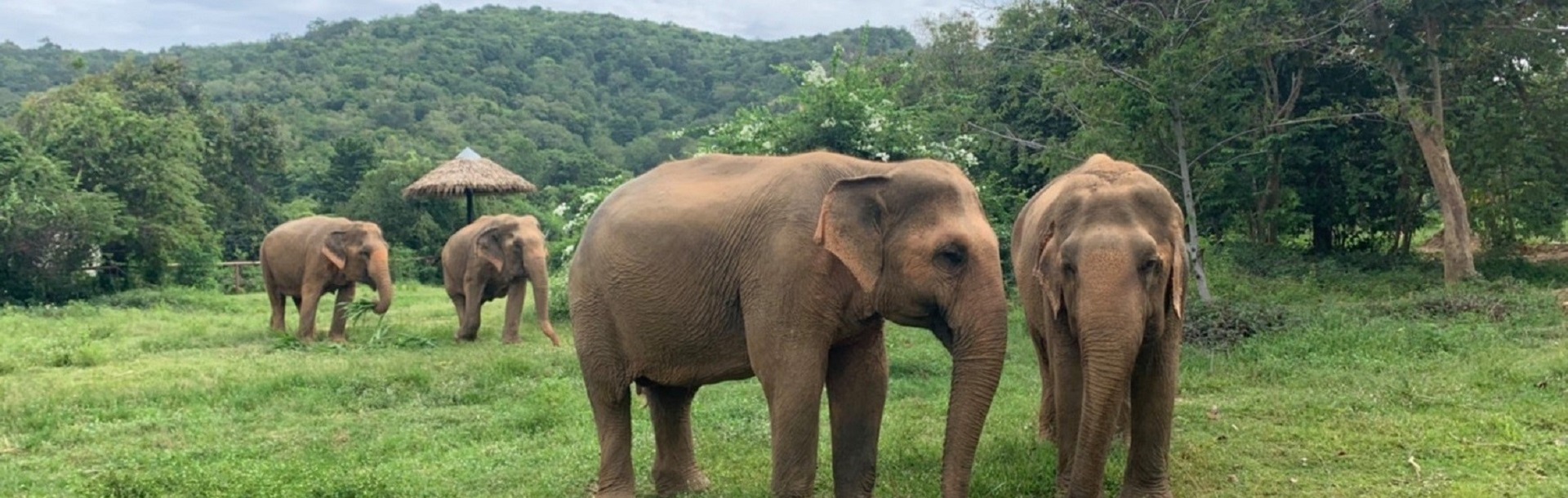 Samui Elephant Sanctuary 