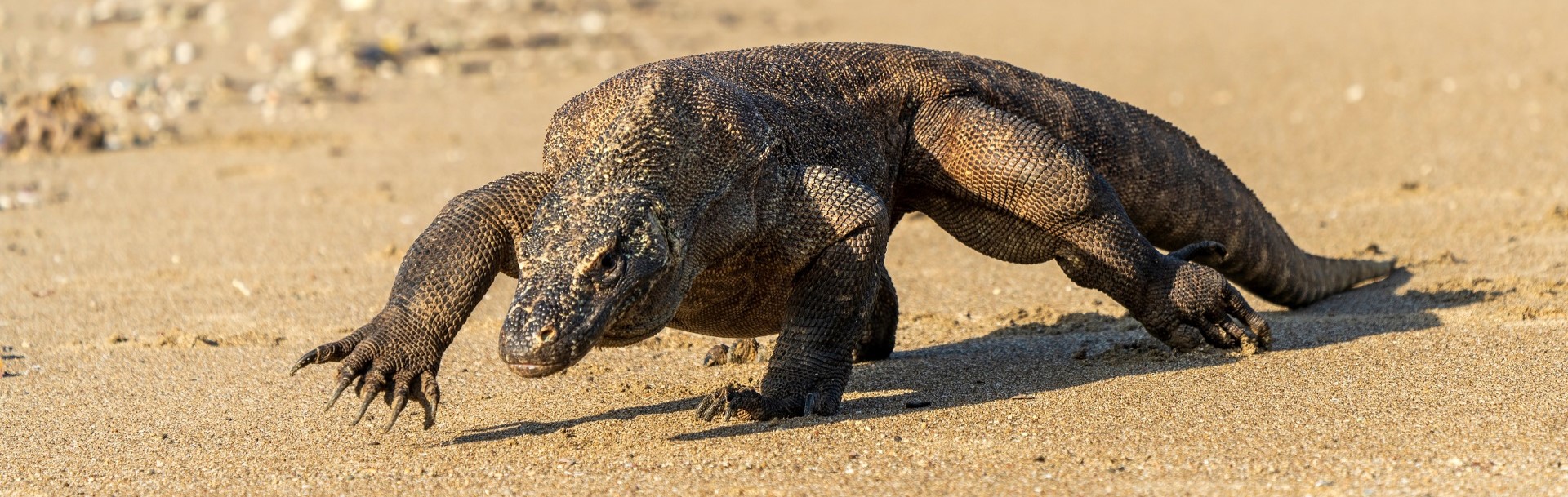 Flores Island ( Komodo )