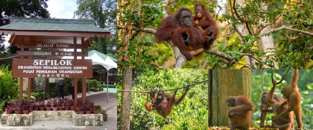 Sepilok Orangutan Wildlife Centre, Borneo