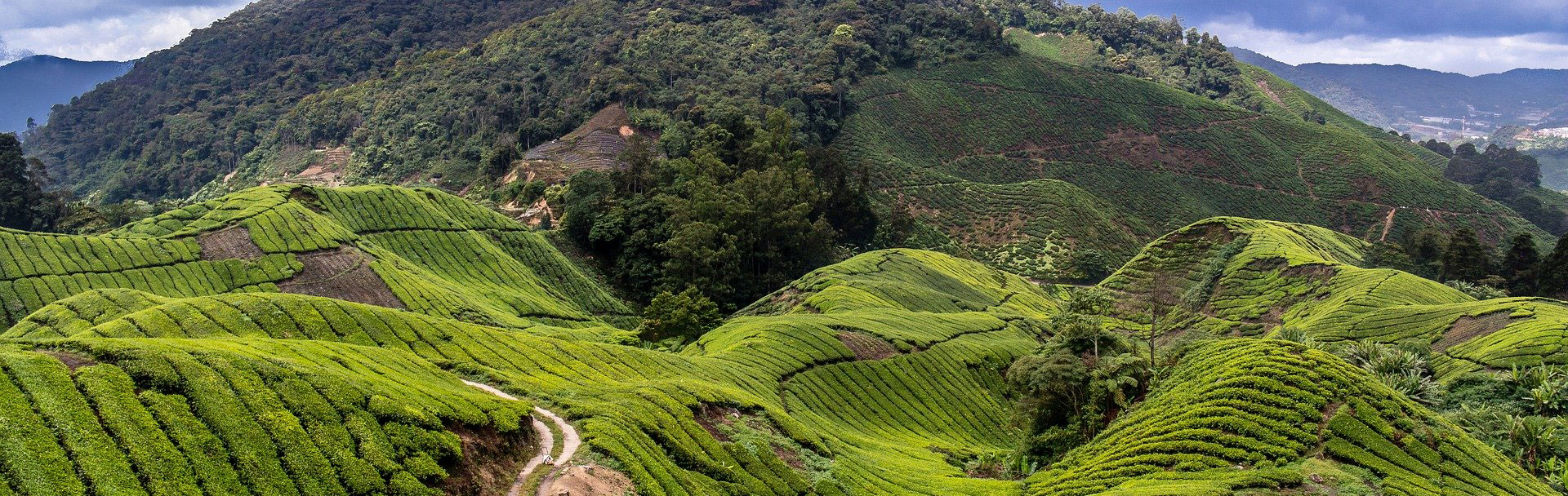 Cameron Highlands