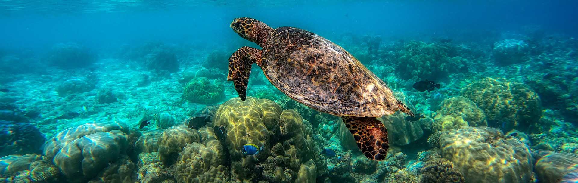 Reef Snorkelling