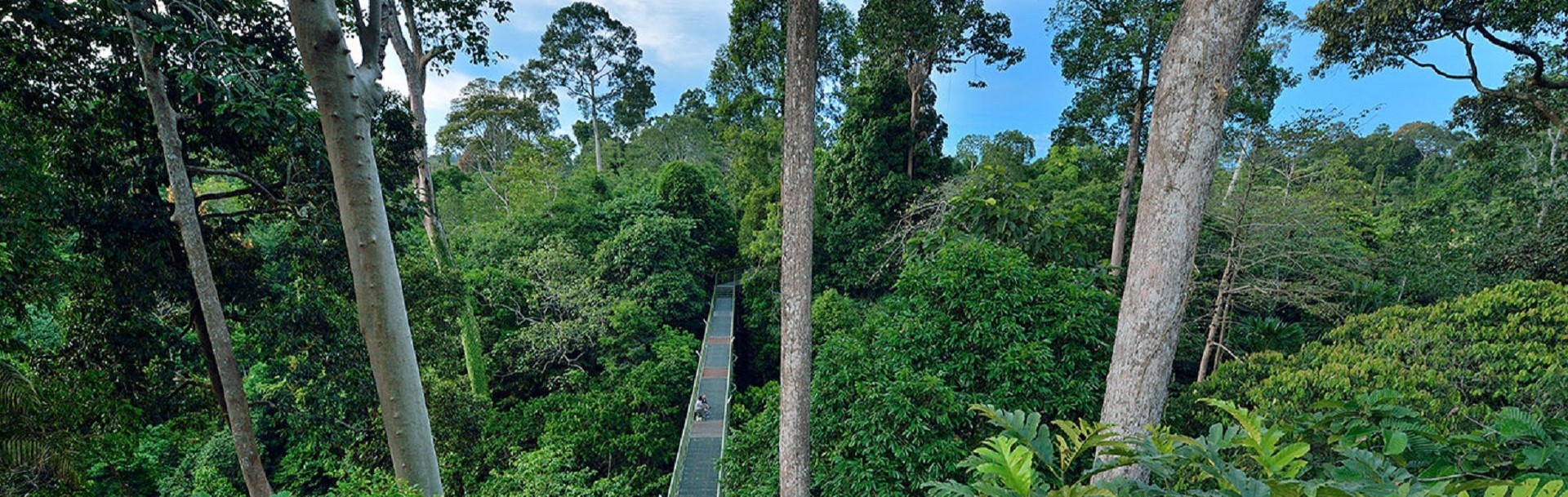 Rainforest Discovery Centre