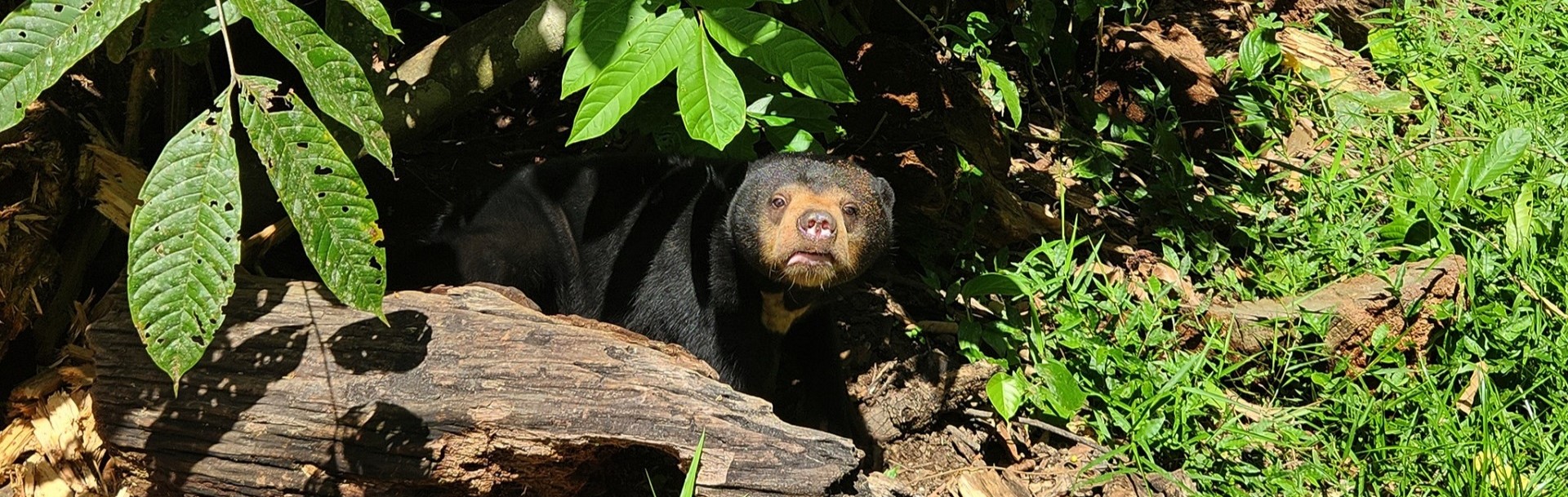 Bornean Sun Bear Conservation Centre