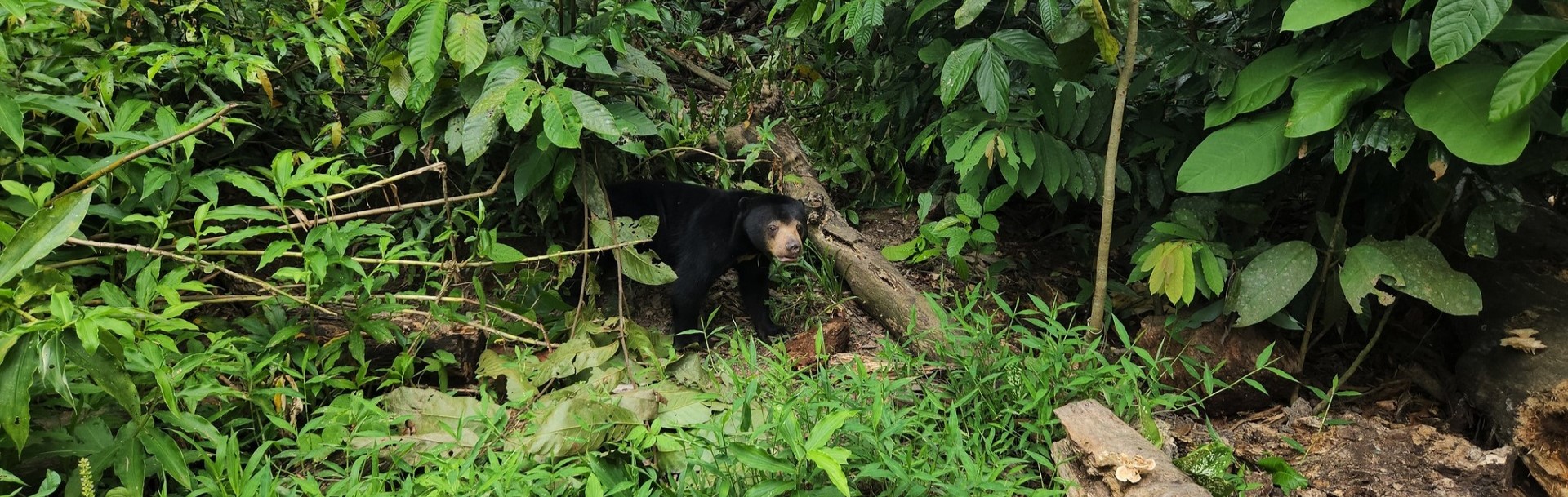 Bornean Sun Bear Conservation Centre