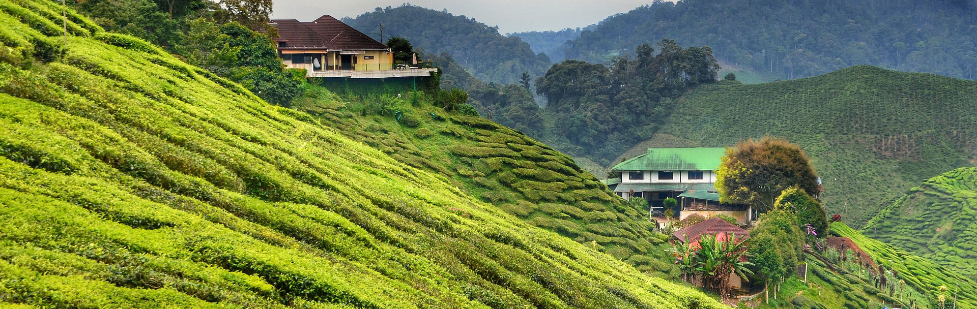 Cameron Highlands