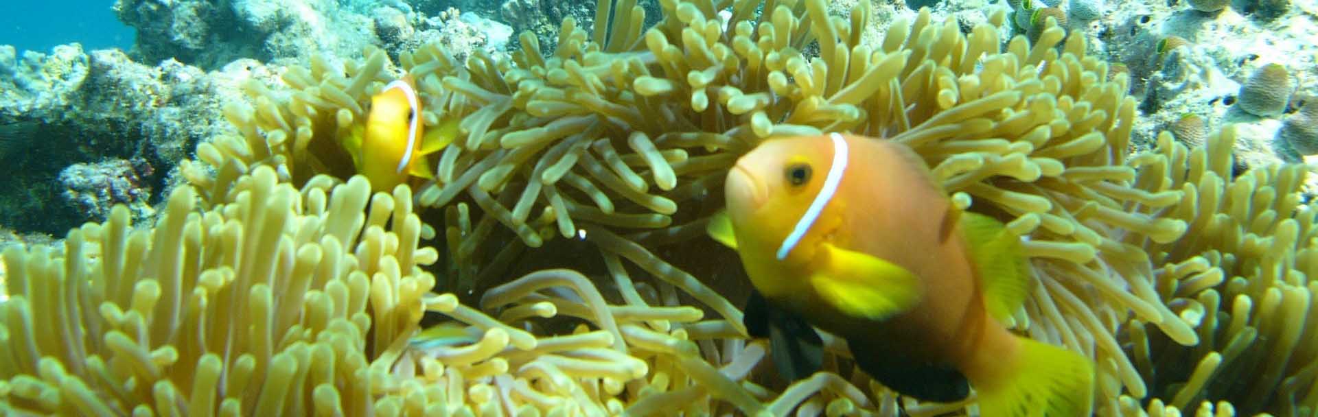 Reef Snorkelling